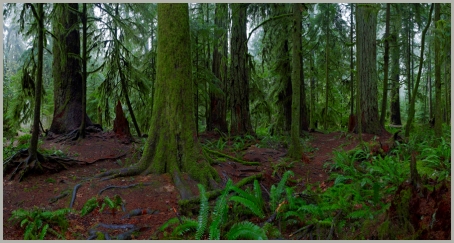 colour-cathedral-grove-vancouver-island-bc2